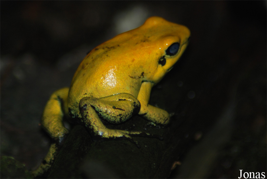 Phyllobates terribilis