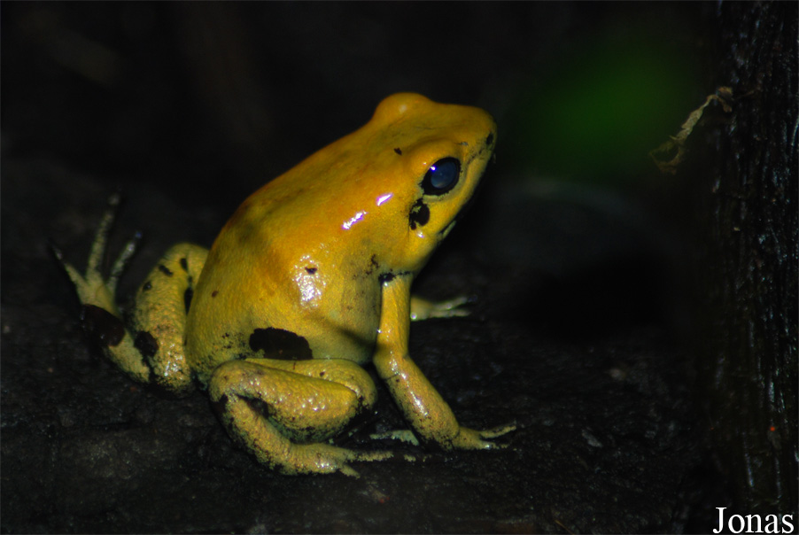 Phyllobates terribilis