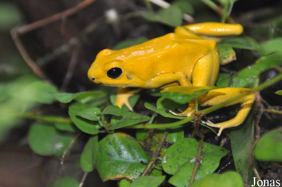 Phyllobates terribilis