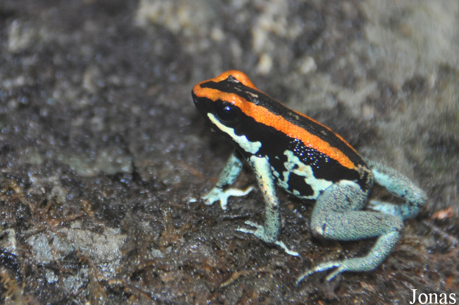 Phyllobates vittatus