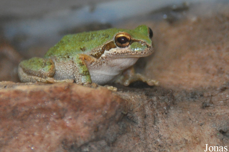 Pseudacris regilla