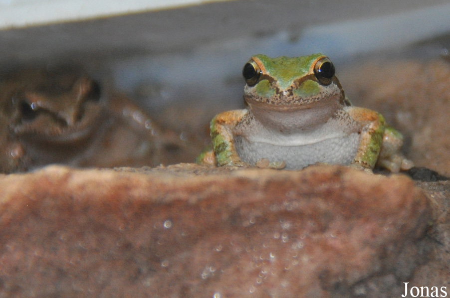 Pseudacris regilla