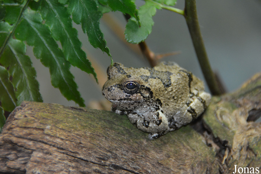 Hyla versicolor