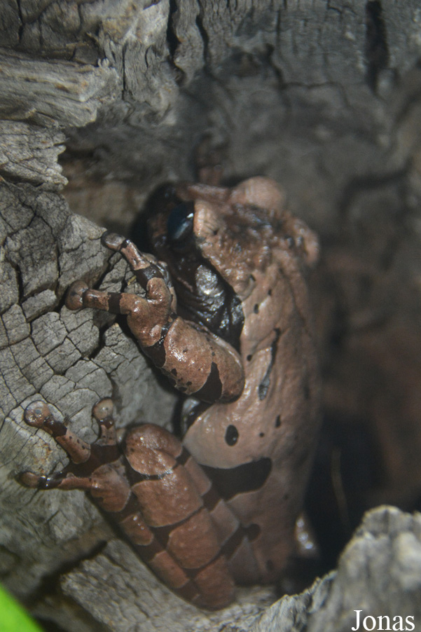 Triprion spinosus