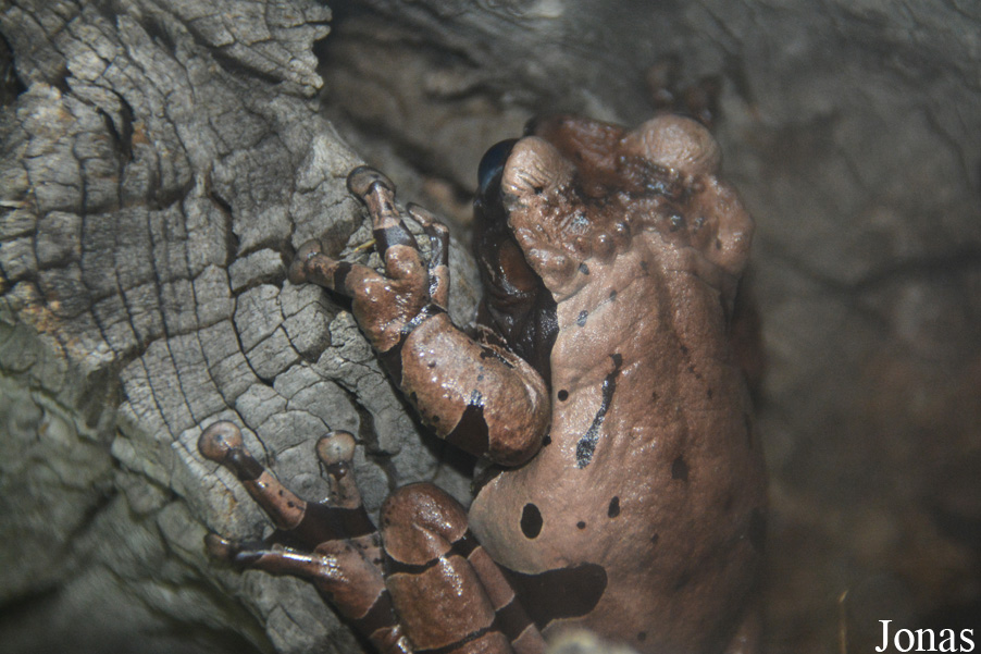 Triprion spinosus