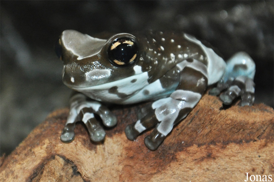 Trachycephalus resinifictrix