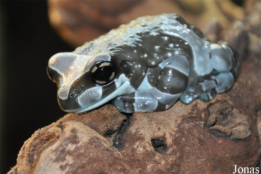Trachycephalus resinifictrix