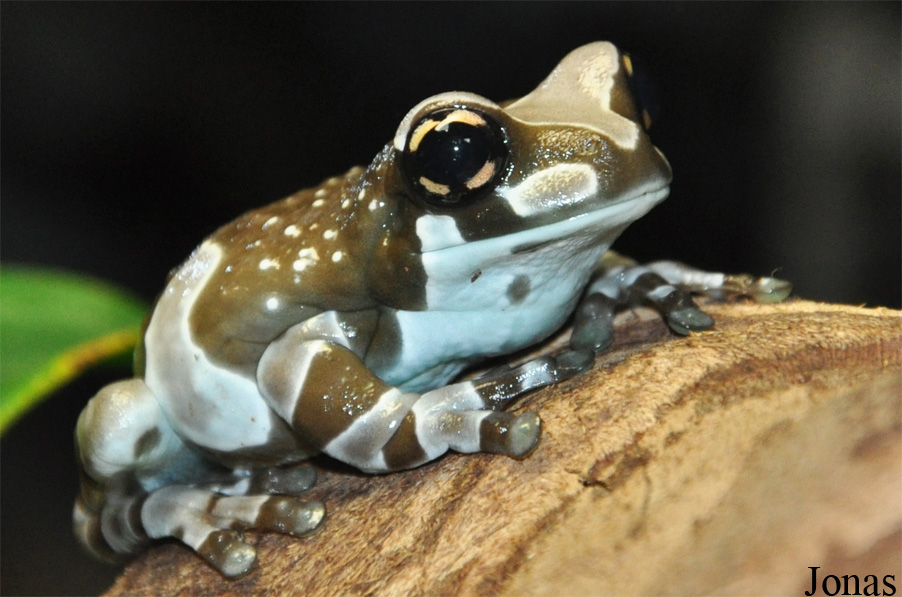 Trachycephalus resinifictrix