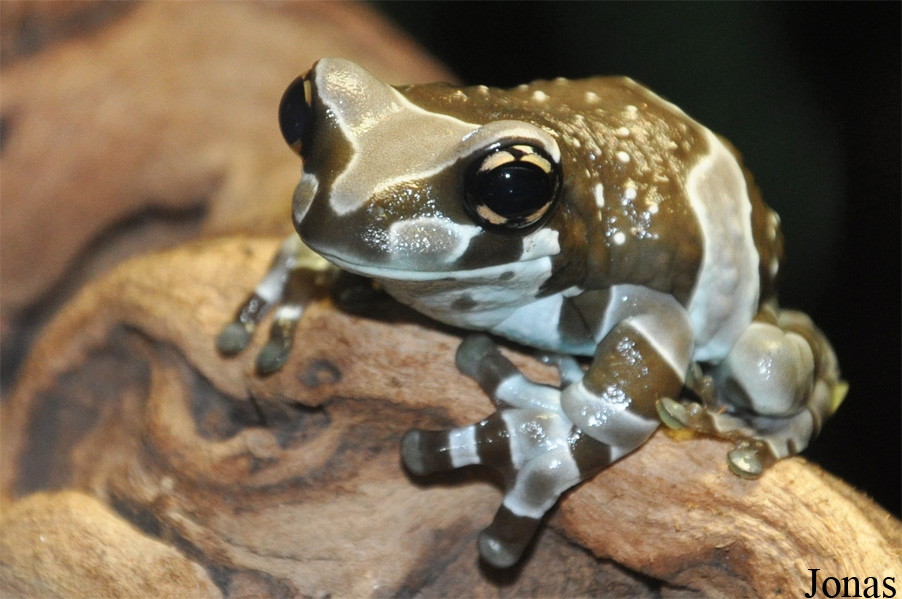Trachycephalus resinifictrix