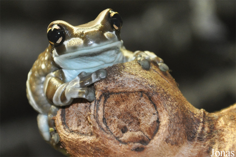 Trachycephalus resinifictrix