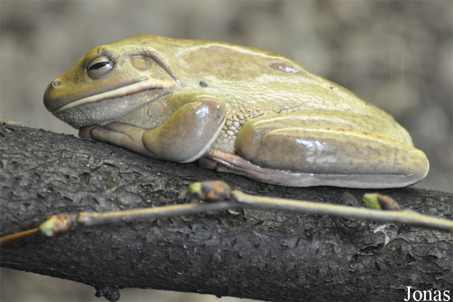 Litoria infrafrenata
