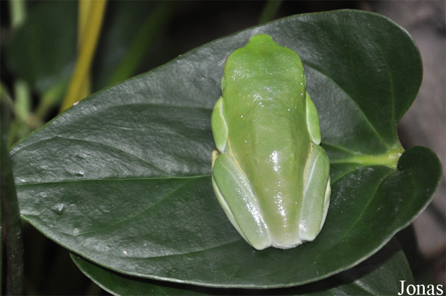 Agalychnis callidryas
