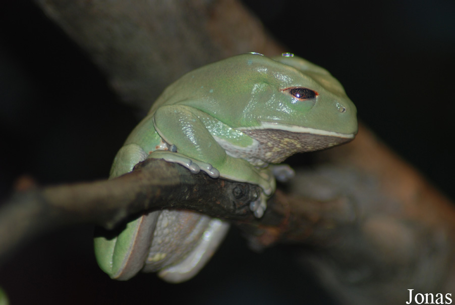 Phyllomedusa boliviana