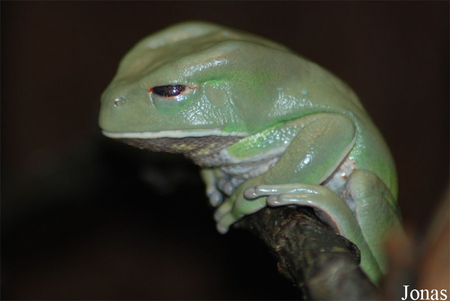 Phyllomedusa boliviana