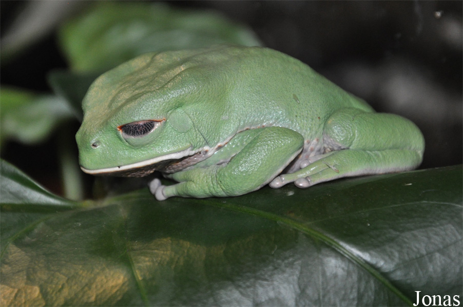 Phyllomedusa boliviana