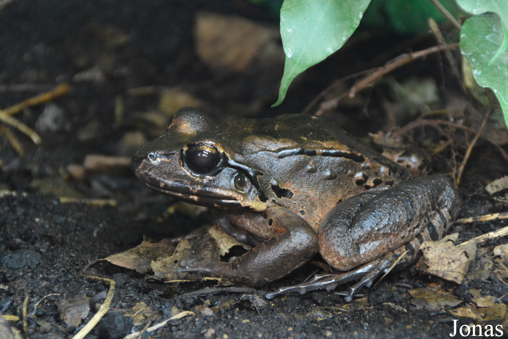 Leptodactylus fallax