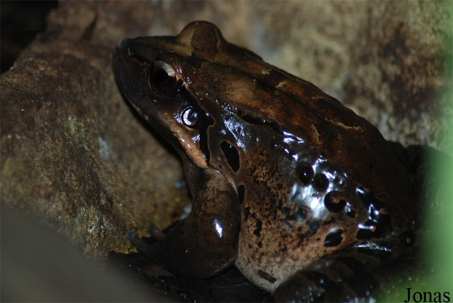 Leptodactylus fallax