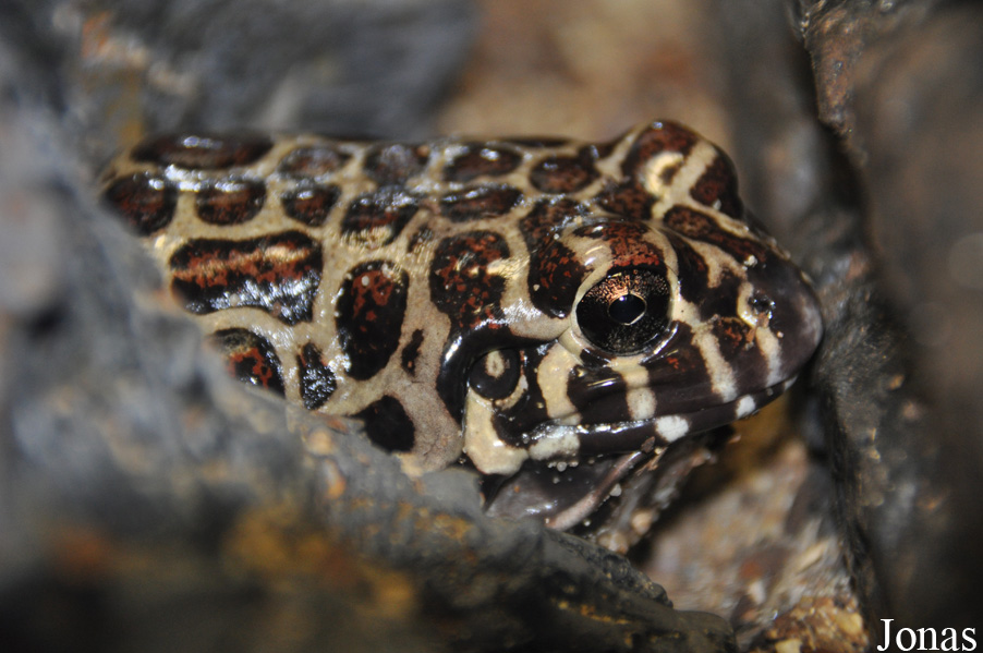 Leptodactylus laticeps