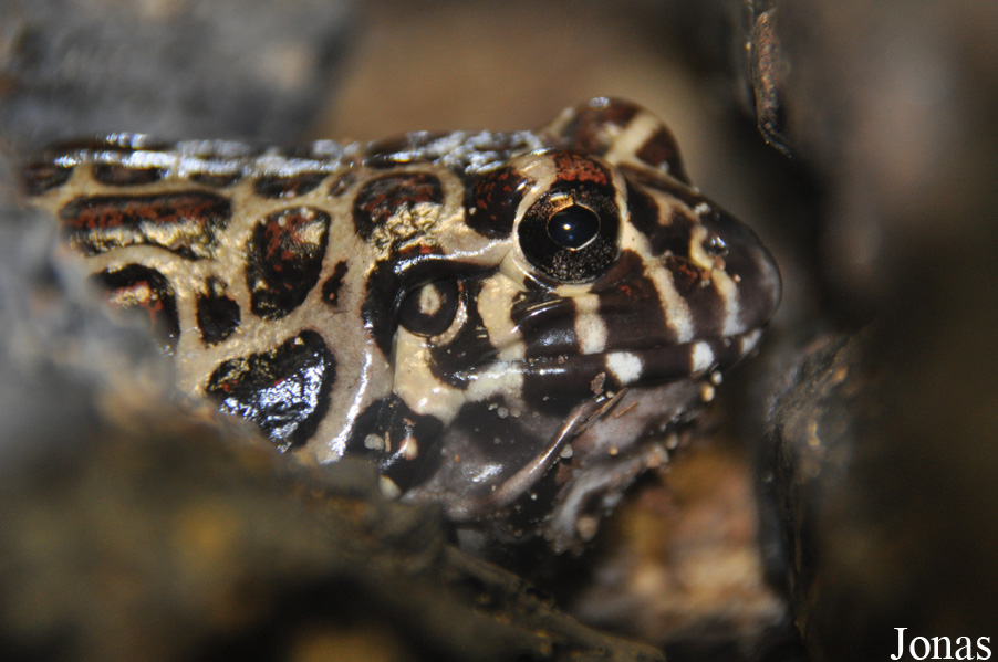 Leptodactylus laticeps