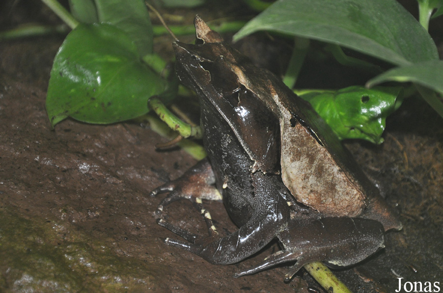 Megophrys nasuta