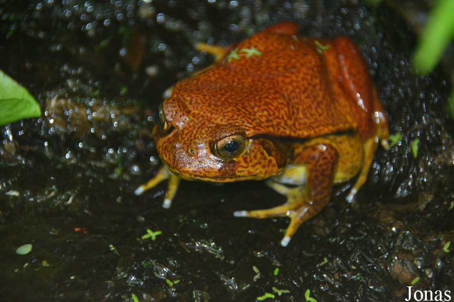 Dyscophus guineti