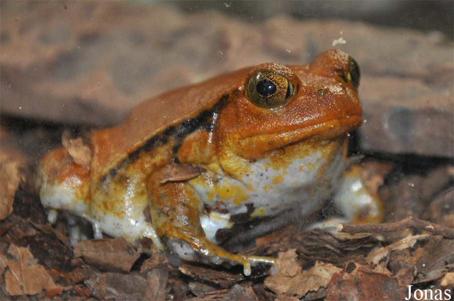 Dyscophus guineti