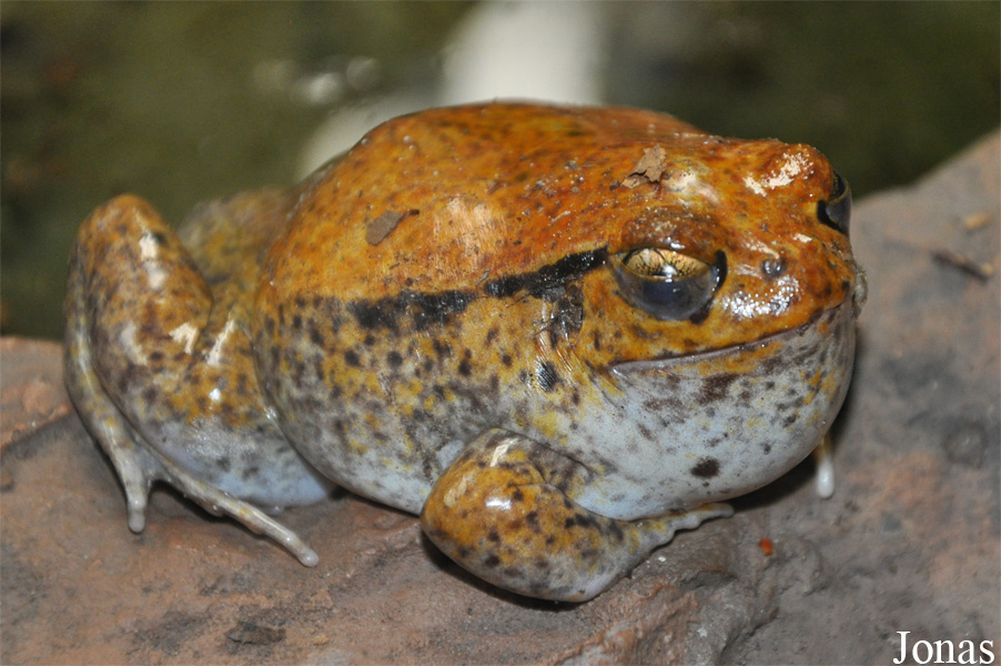 Dyscophus guineti