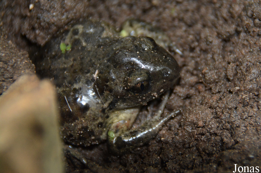 Pelobates fuscus fuscus
