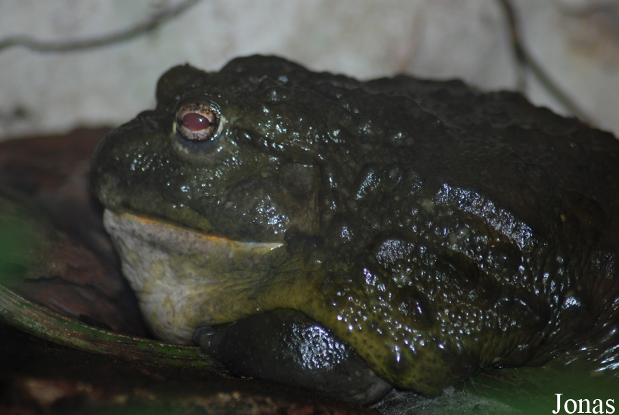 Pyxicephalus adspersus