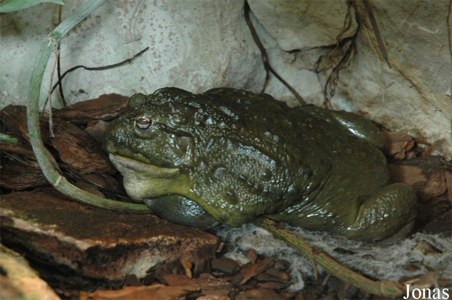 Pyxicephalus adspersus