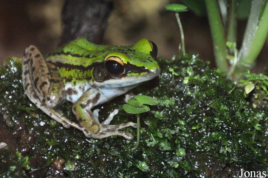 Hylarana erythraea