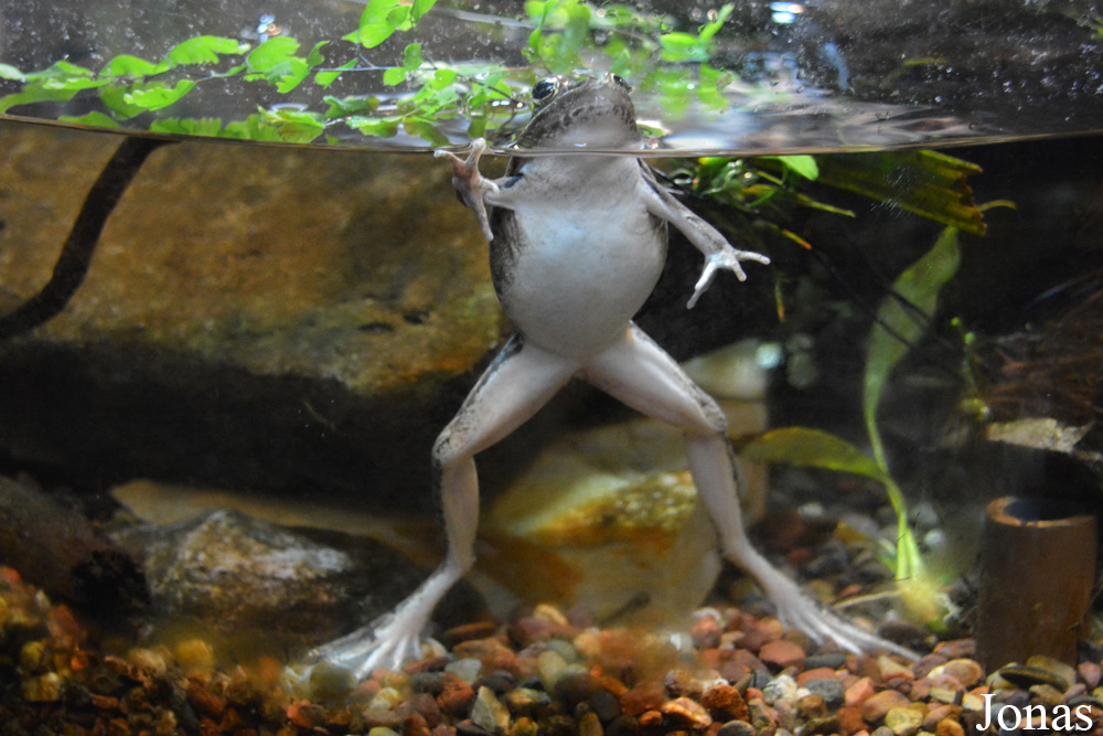 Lithobates sphenocephalus