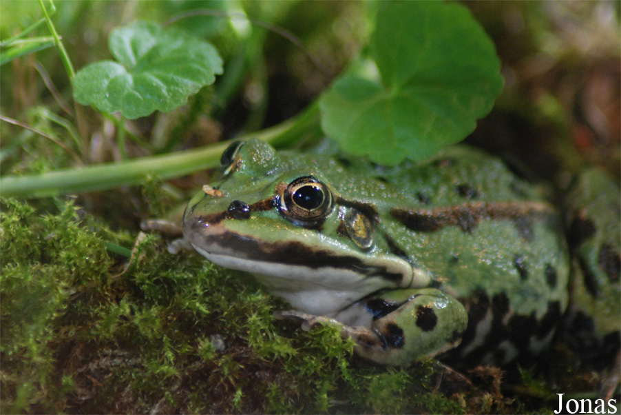 Pelophylax kl. esculentus