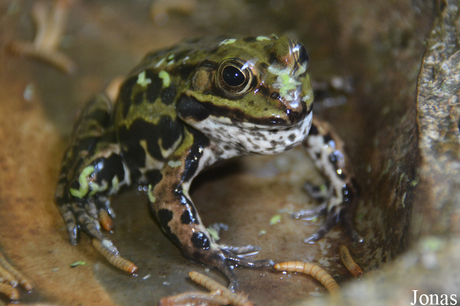 Pelophylax kl. esculentus