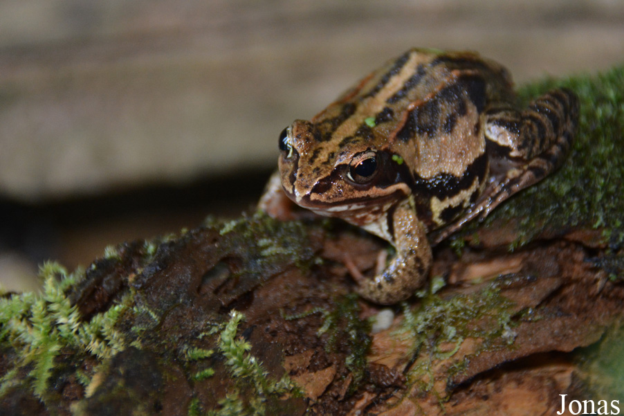 Rana arvalis