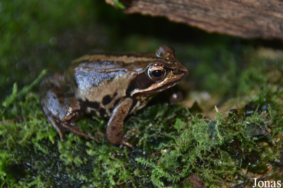 Rana arvalis