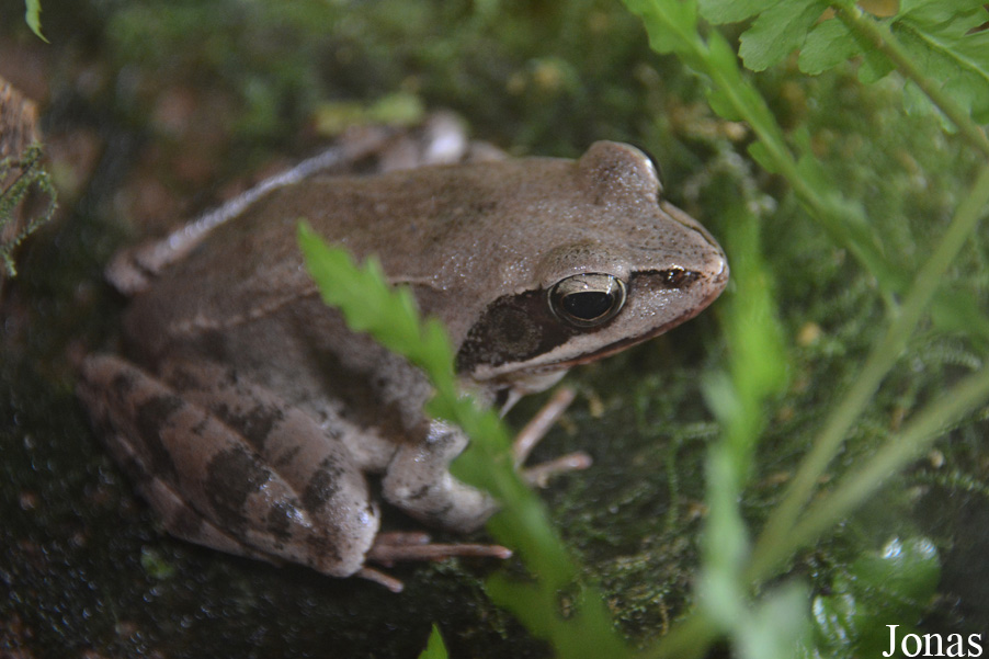 Rana dalmatina