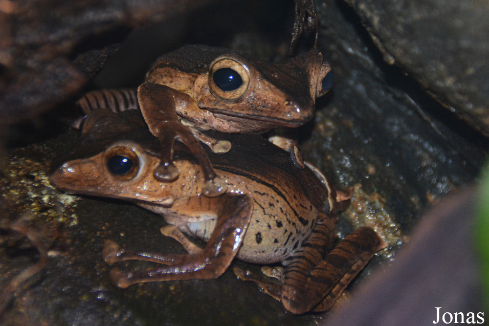 Polypedates otilophus