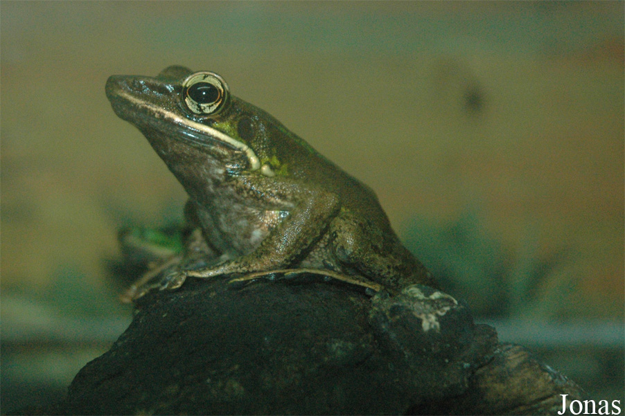 Rhacophorus reinwardtii
