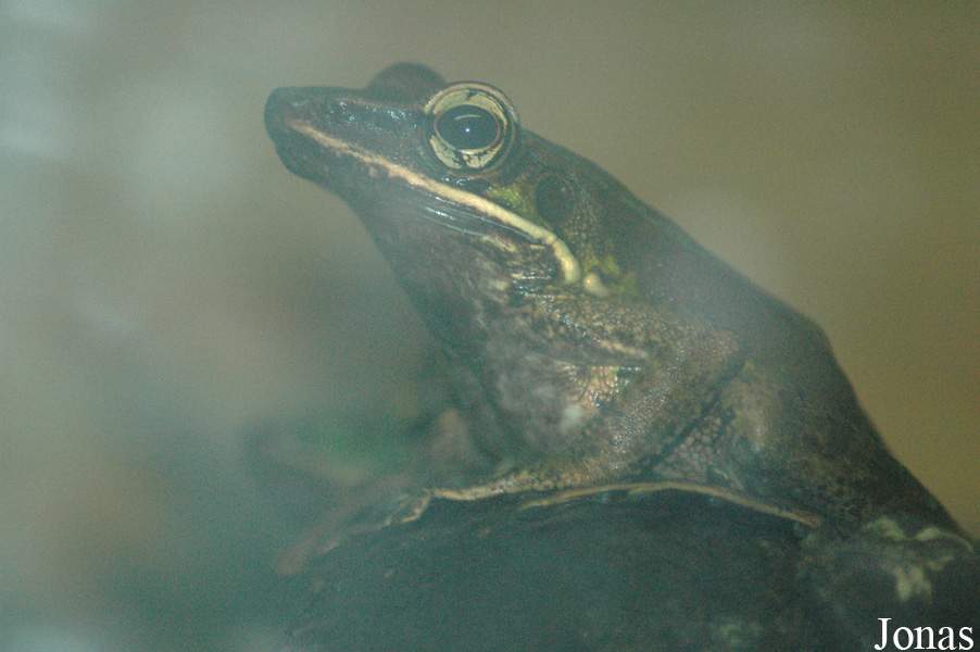Rhacophorus reinwardtii