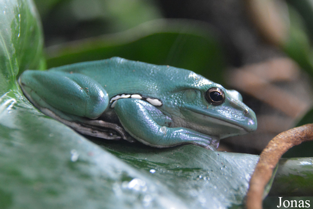 Zhangixalus dennysi