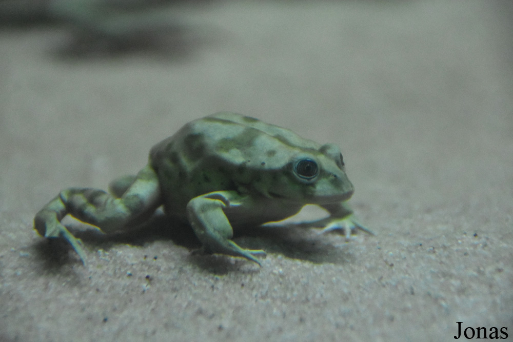 Telmatobius culeus