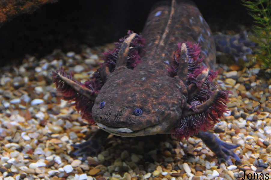 Ambystoma andersoni