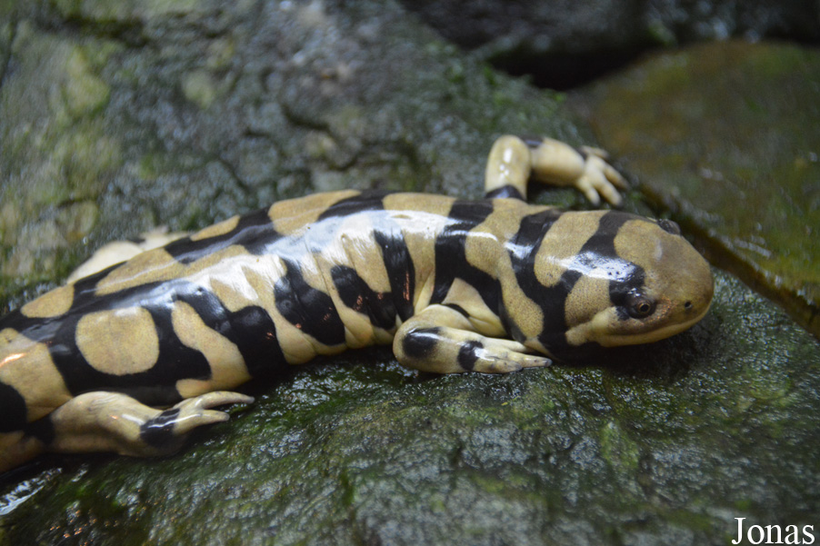Ambystoma mavortium