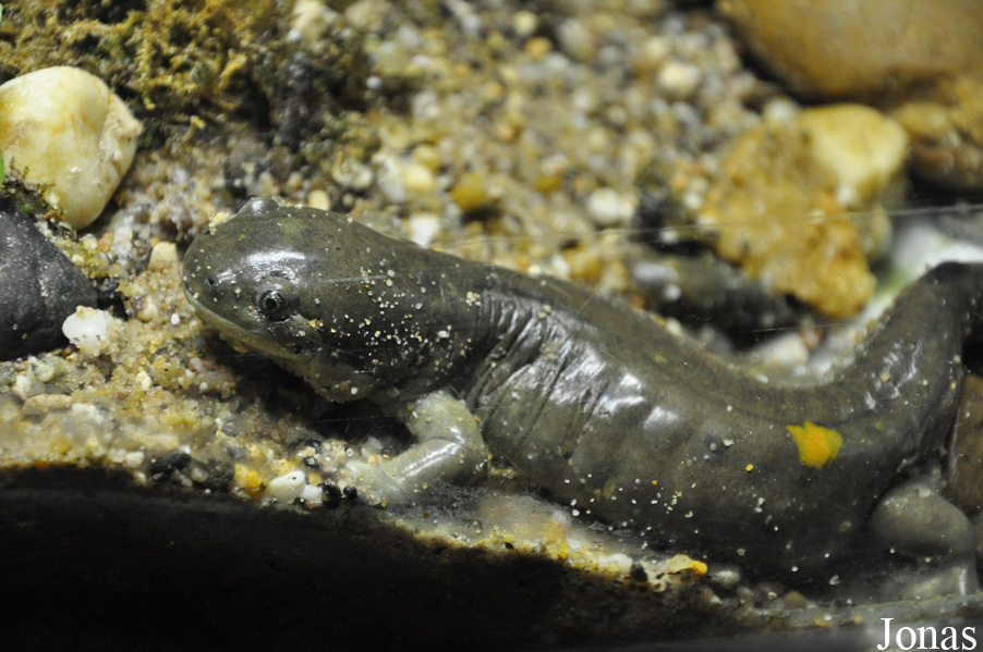 Ambystoma tigrinum