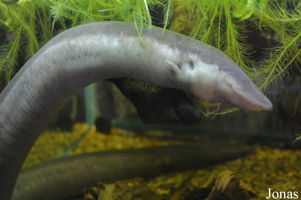 Amphiuma tridactylum