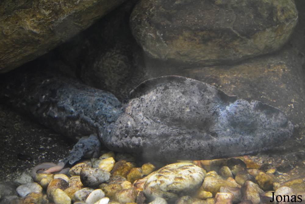 Cryptobranchus alleganiensis