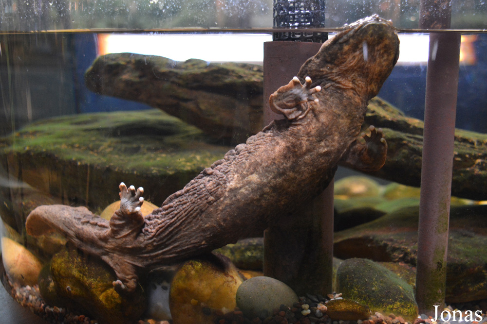 Cryptobranchus alleganiensis