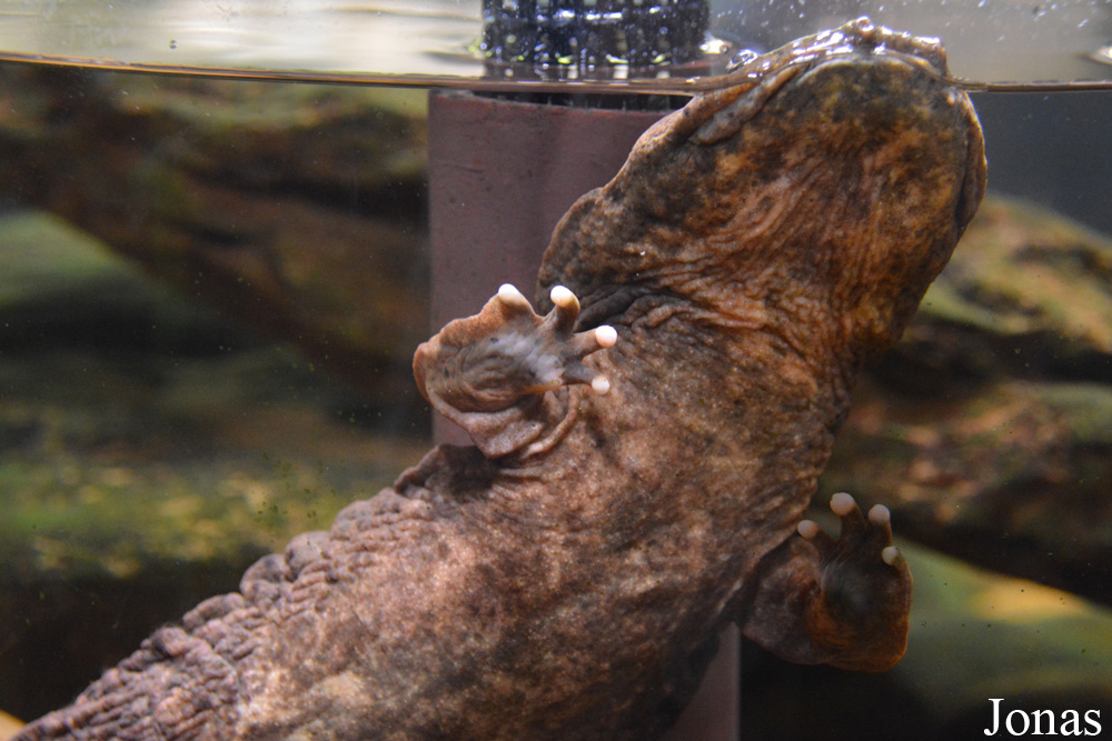 Cryptobranchus alleganiensis