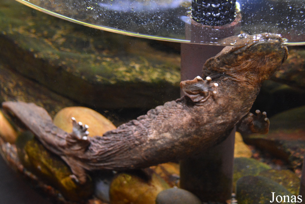 Cryptobranchus alleganiensis